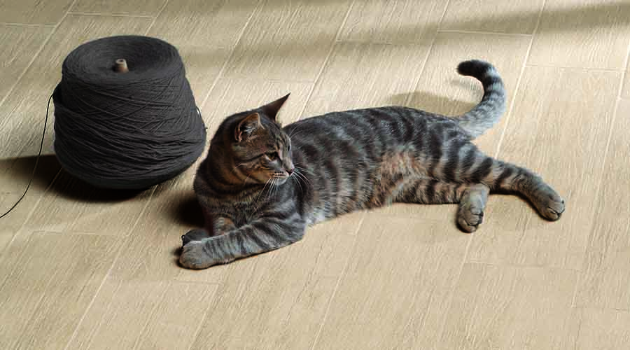 Even the cat cant tell the difference between real wood flooring and these wood effect porcelain floor tiles